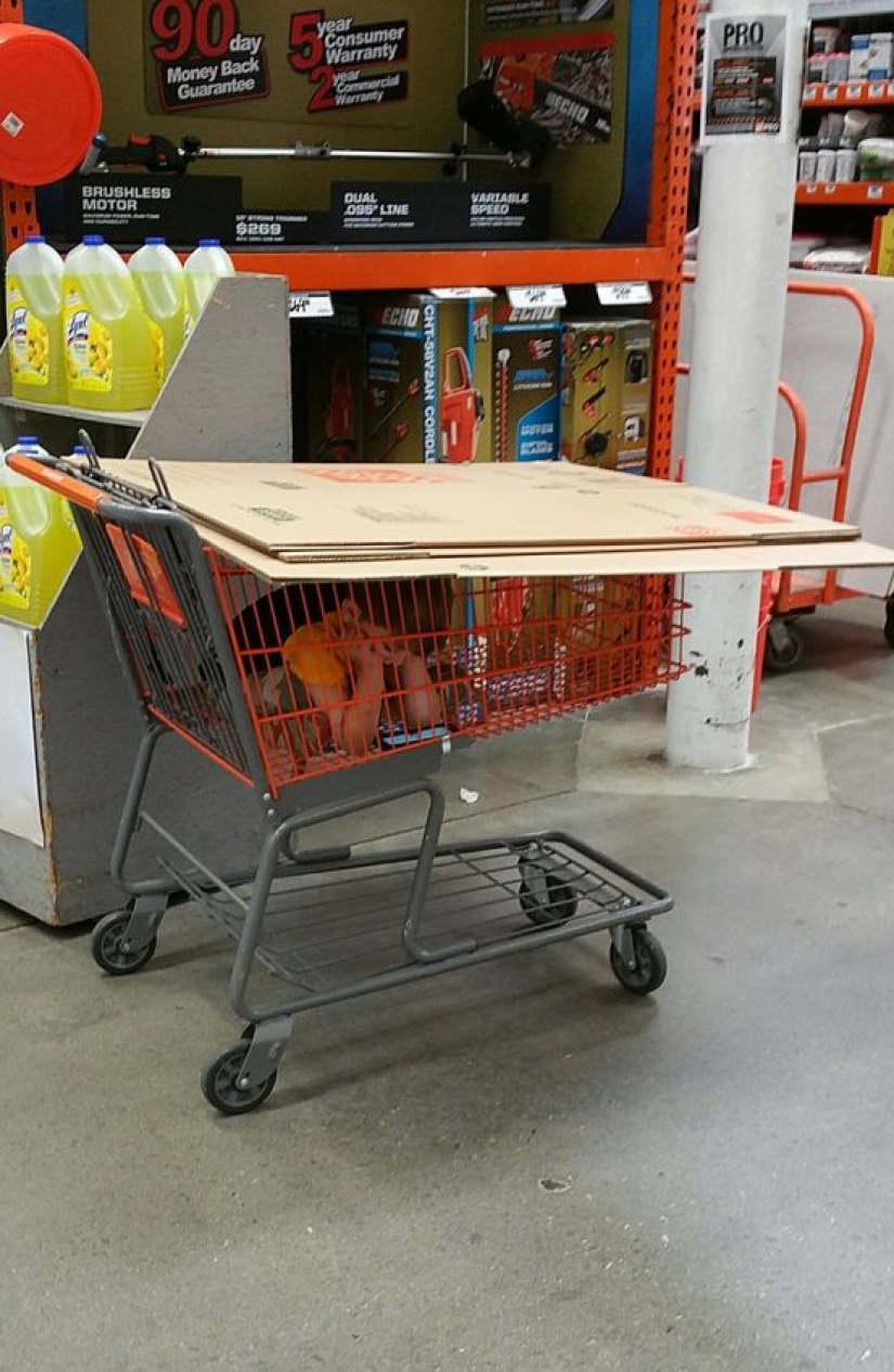 Papá puede, papá puede ser cualquiera: padres geniales, con quienes los niños se divierten mucho Papá puede, papá puede ser cualquiera: padres geniales, con quienes los niños se divierten mucho