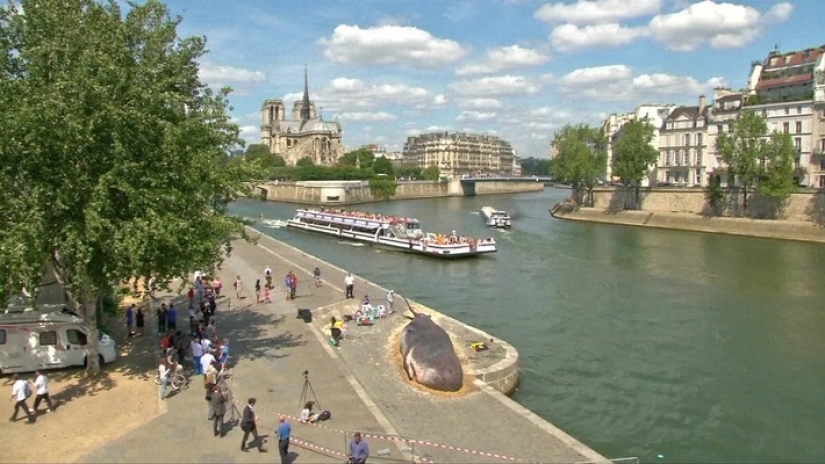 Paris residents found an "ejected whale" on the Seine embankment Paris residents found an "ejected whale" on the Seine embankment