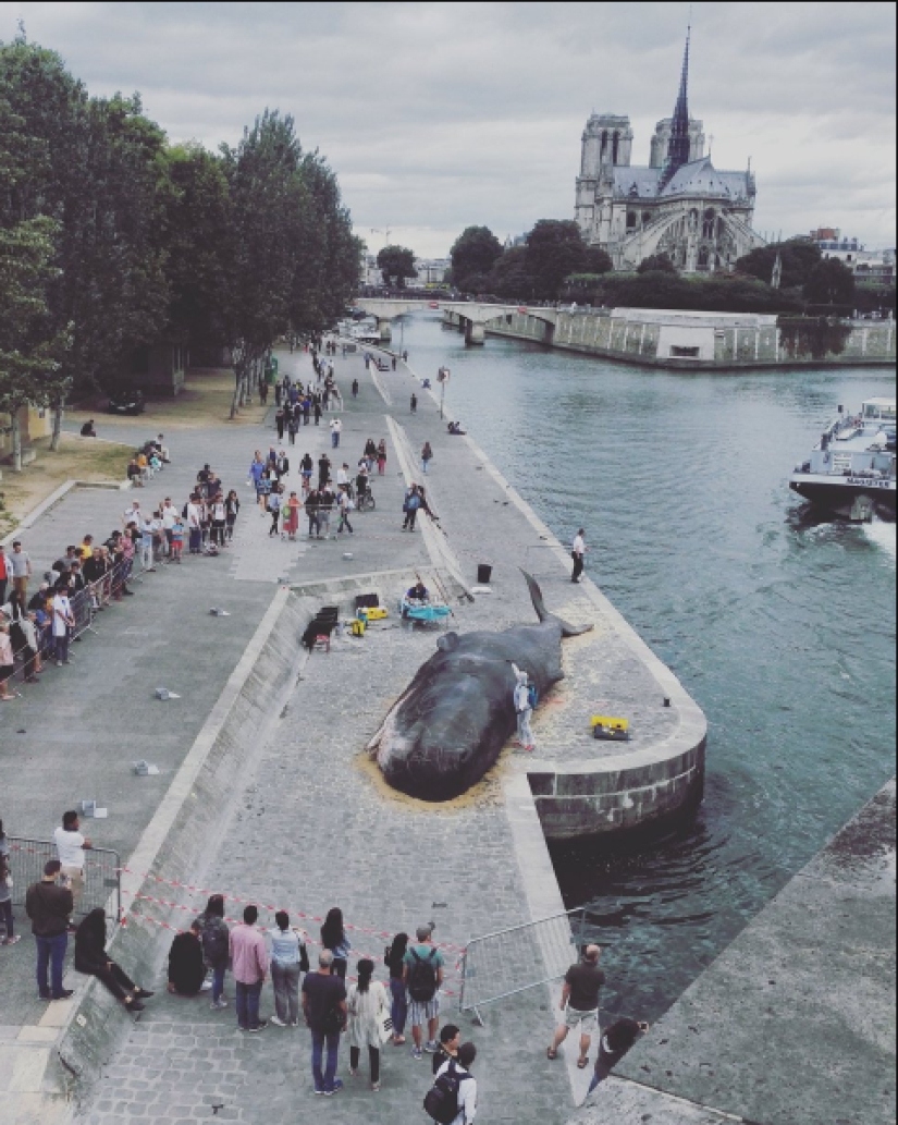 Paris residents found an "ejected whale" on the Seine embankment Paris residents found an "ejected whale" on the Seine embankment