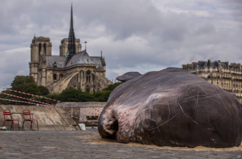 Paris residents found an "ejected whale" on the Seine embankment Paris residents found an "ejected whale" on the Seine embankment