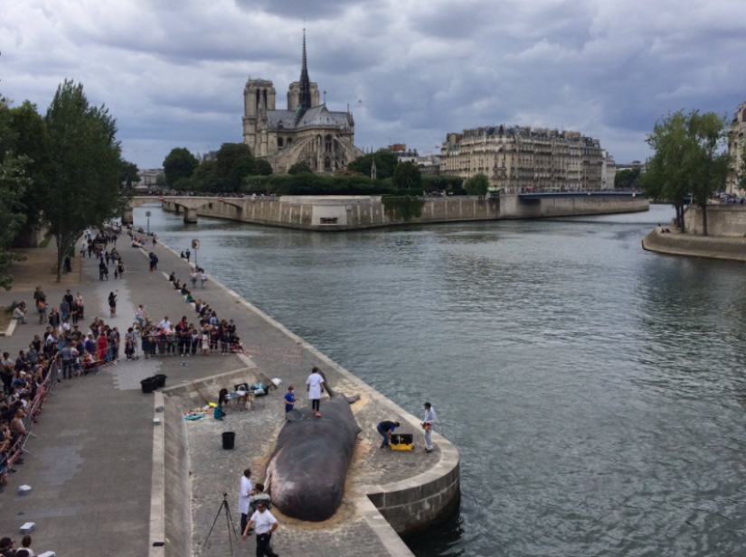 Paris residents found an "ejected whale" on the Seine embankment Paris residents found an "ejected whale" on the Seine embankment