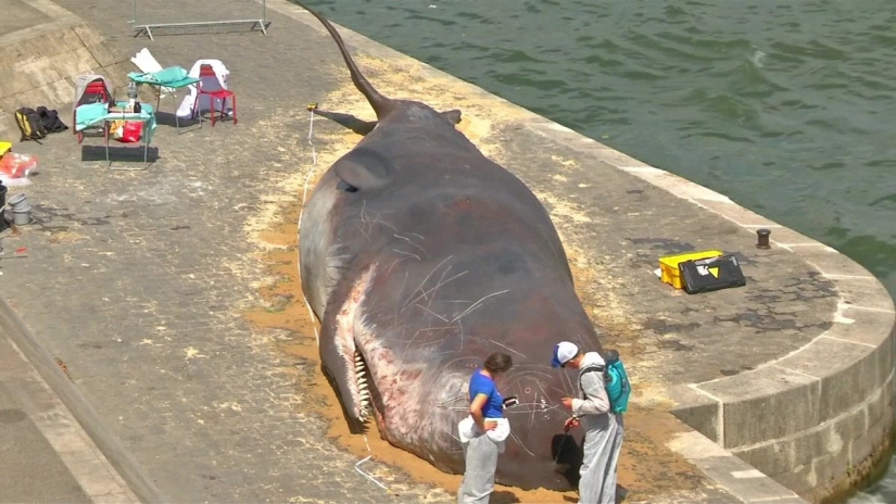 Paris residents found an "ejected whale" on the Seine embankment Paris residents found an "ejected whale" on the Seine embankment
