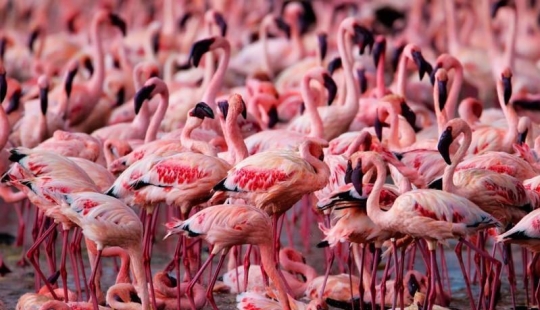 País de flamencos rosados
