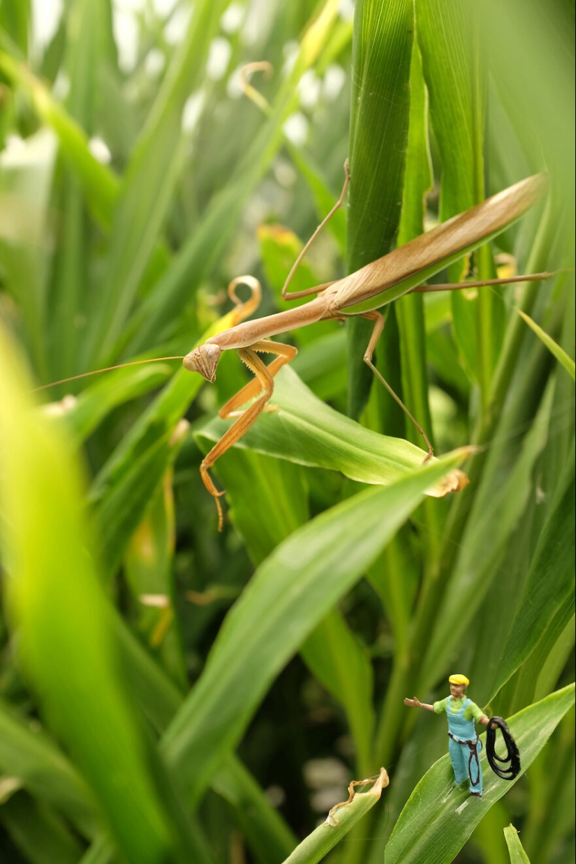Pasé un año fotografiando a los pequeños residentes de nuestra granja de hortalizas, y aquí están las 10 mejores fotos