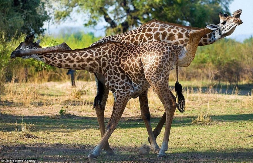 Passionate tango performed by giraffes