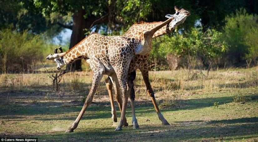 Passionate tango performed by giraffes