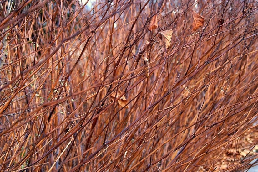 Patrones: increíbles repeticiones