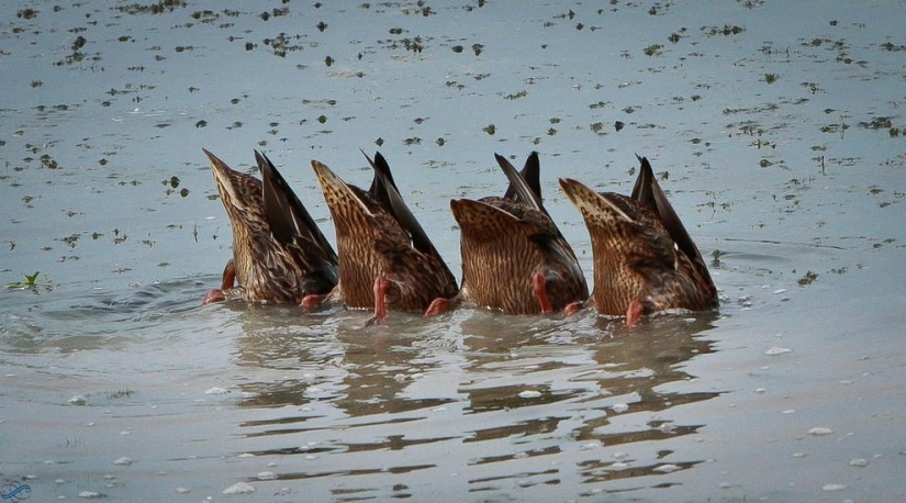 Patterns: Amazing repeats