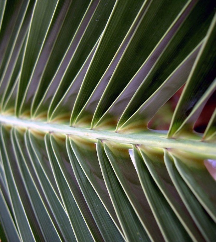 Patterns: Amazing repeats