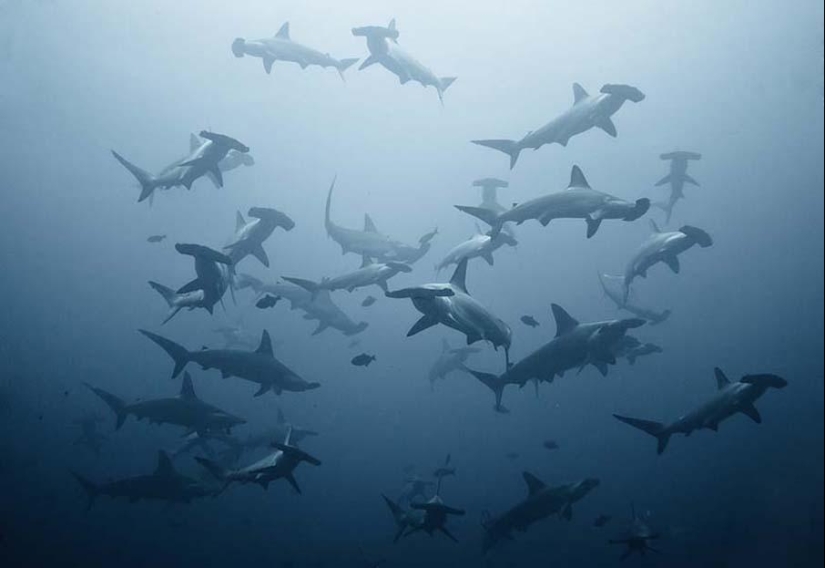 Peces de colores del fondo del océano Peces de colores del fondo del océano