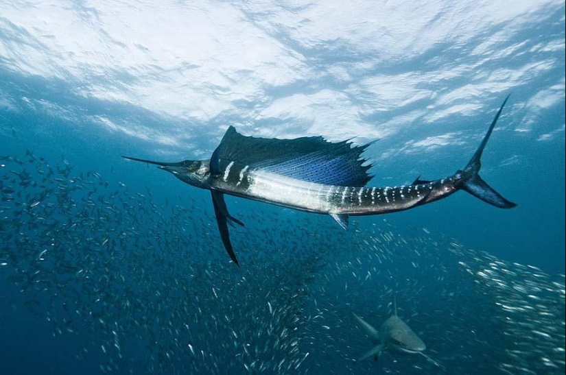 Peces de colores del fondo del océano Peces de colores del fondo del océano