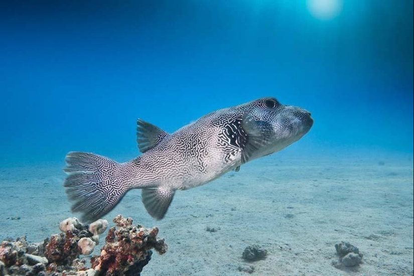 Peces de colores del fondo del océano Peces de colores del fondo del océano