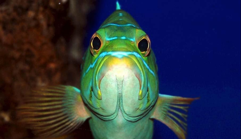 Peces de colores del fondo del océano Peces de colores del fondo del océano