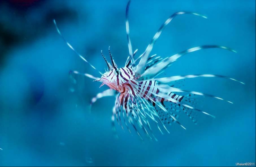 Peces de colores del fondo del océano Peces de colores del fondo del océano