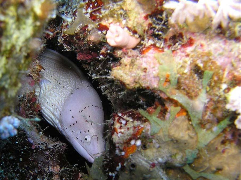 Peces de colores del fondo del océano Peces de colores del fondo del océano