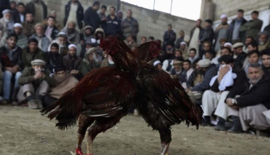 peleas de gallos en afganistán
