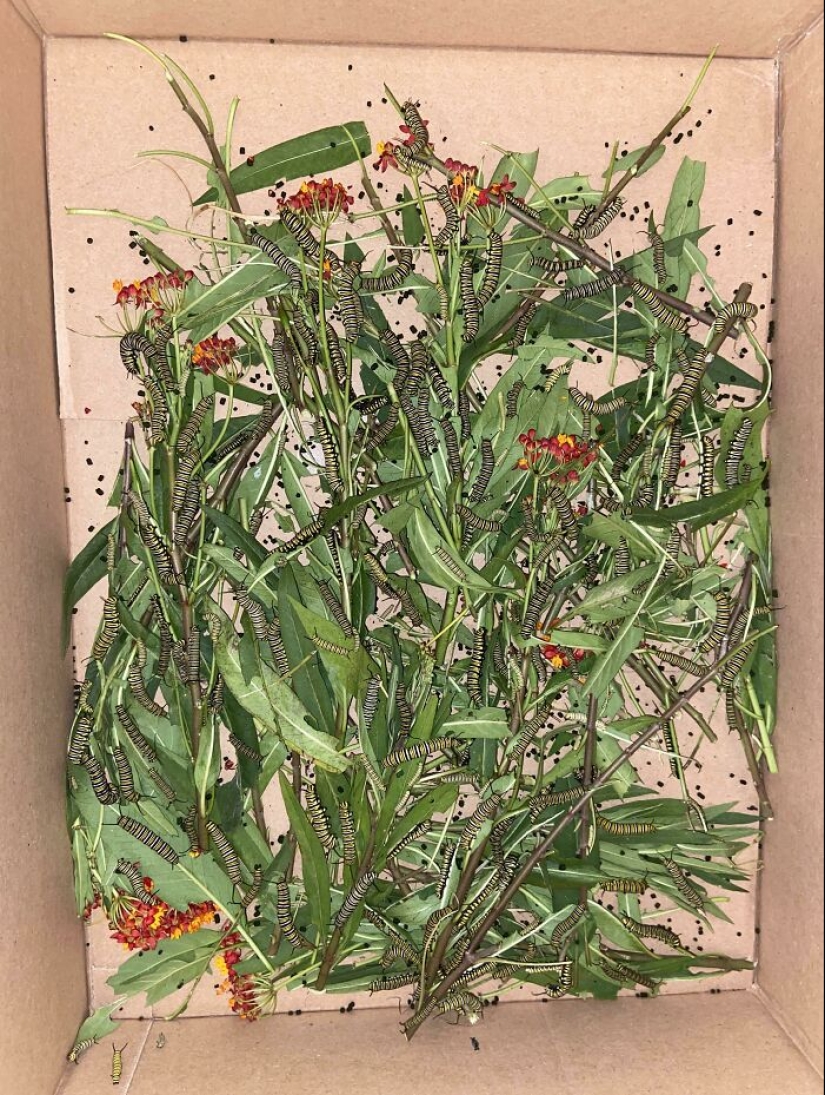 People Took Pictures, Only To Realize It Was ‘Accidental Renaissance’