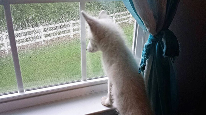 Pequeños bromistas cachorros de zorro Frigga y Odin