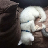 Pequeños bromistas cachorros de zorro Frigga y Odin