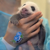 Pequeños pandas gemelos se mostraron al público por primera vez en Macao