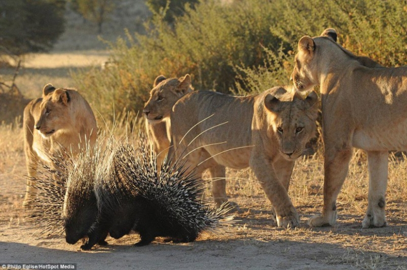 Perforar la nariz de un león, o no atacar a un puercoespín si no quieres perforarte la nariz