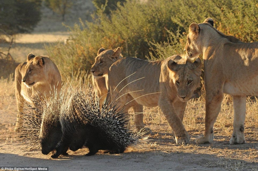 Perforar la nariz de un león, o no atacar a un puercoespín si no quieres perforarte la nariz