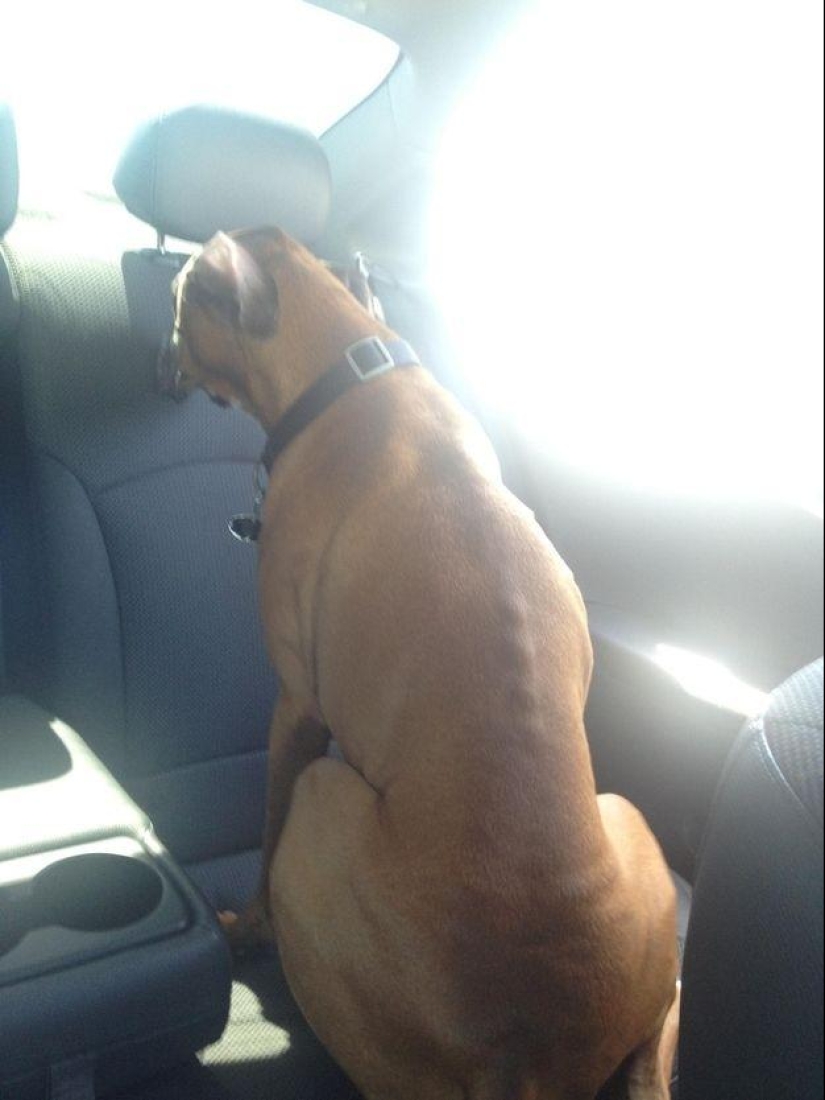 Perro, lo tienes todo mezclado...