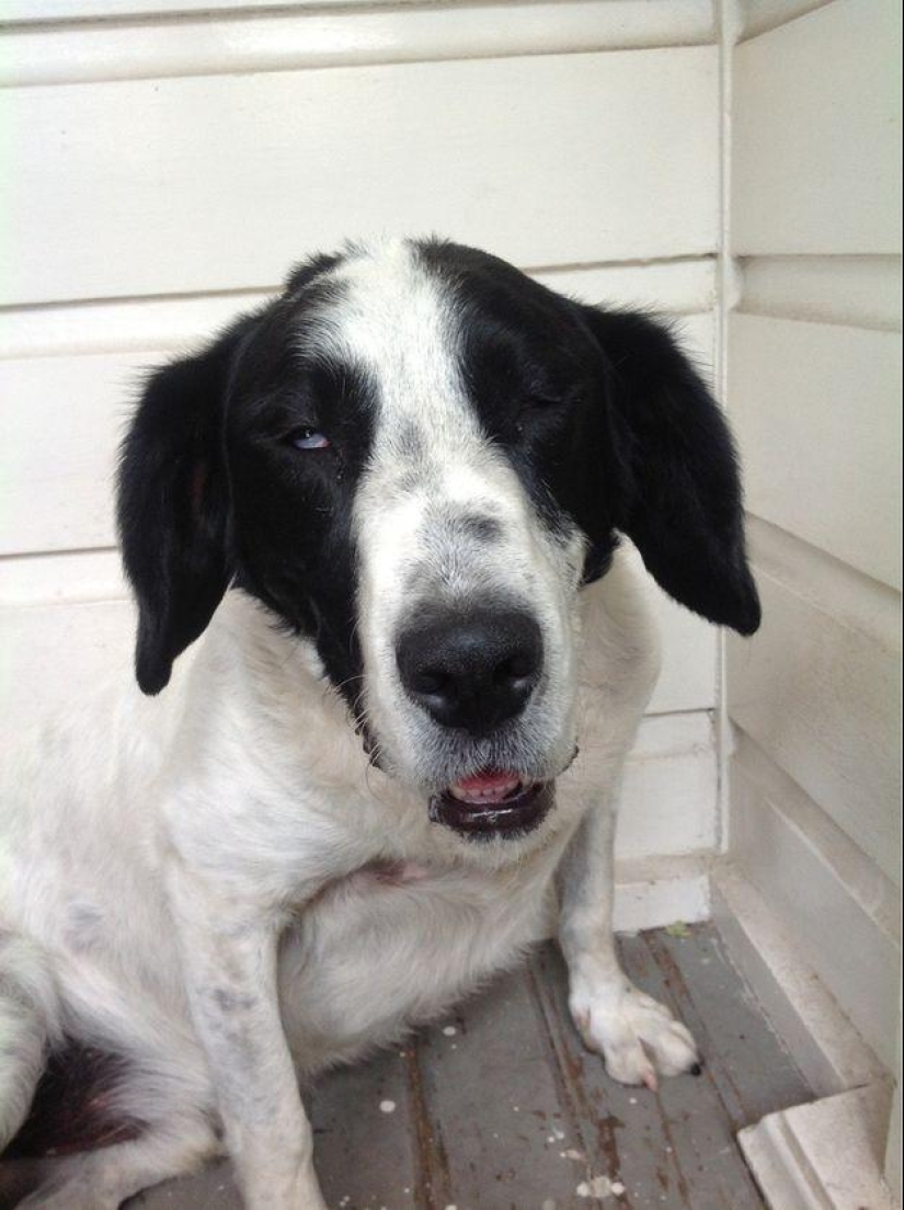 Perro, lo tienes todo mezclado...