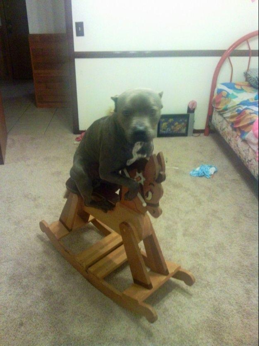 Perro, lo tienes todo mezclado...