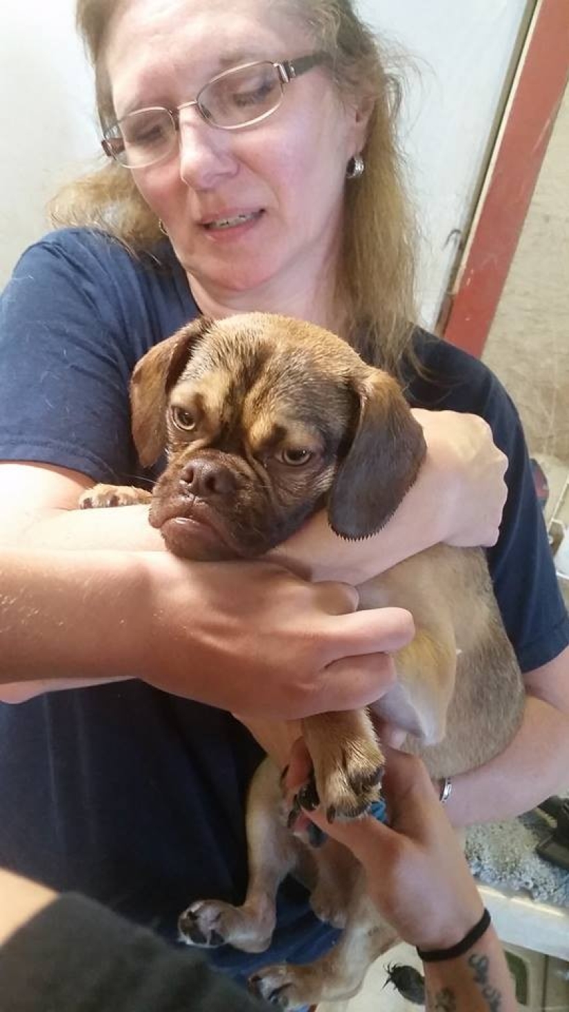 Perro melancólico conquista Internet y vuestros corazones