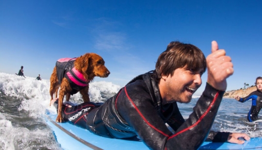 Perro Ricochet surfea con enfermos y los ayuda a recuperarse Perro Ricochet surfea con enfermos y los ayuda a recuperarse