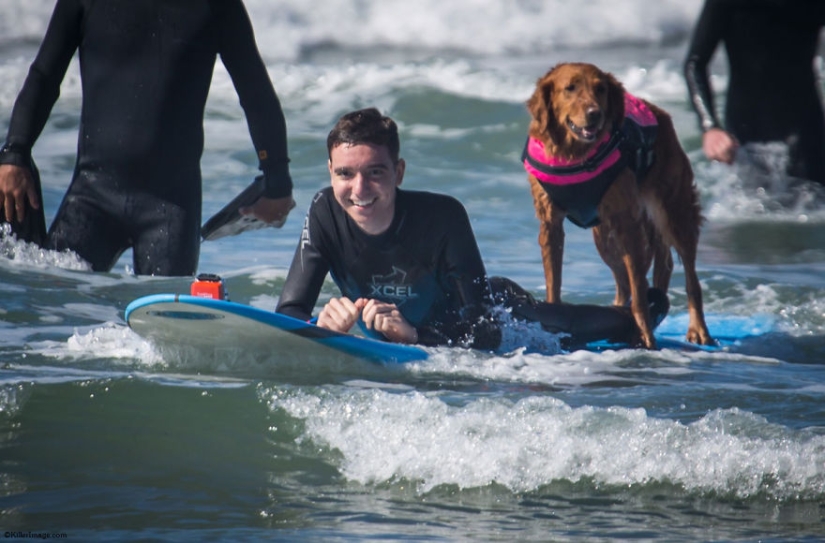 Perro Ricochet surfea con enfermos y los ayuda a recuperarse Perro Ricochet surfea con enfermos y los ayuda a recuperarse