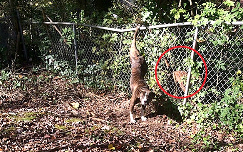 Perro se quedó dos días con su novia en apuros