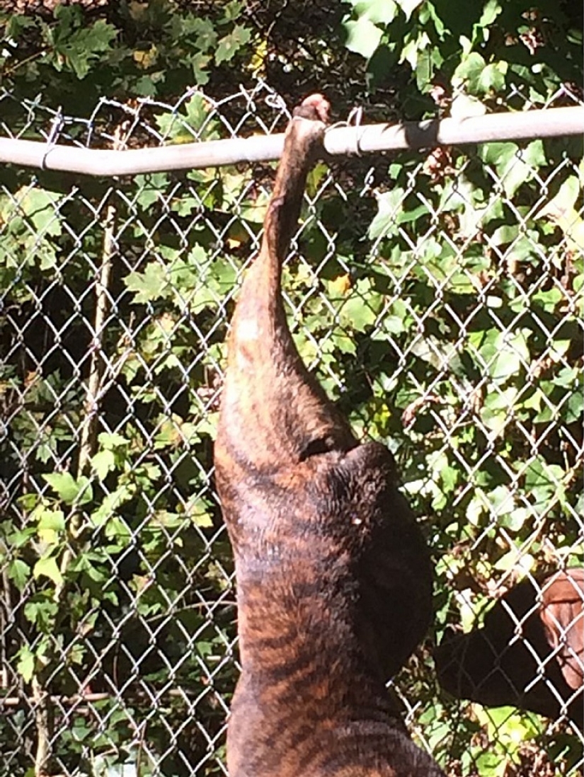 Perro se quedó dos días con su novia en apuros