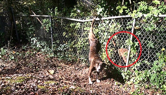 Perro se quedó dos días con su novia en apuros Perro se quedó dos días con su novia en apuros