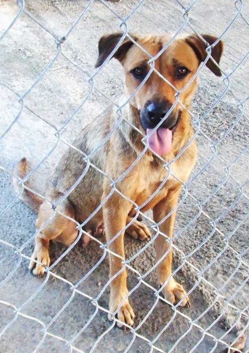 Perros callejeros antes y después del refugio