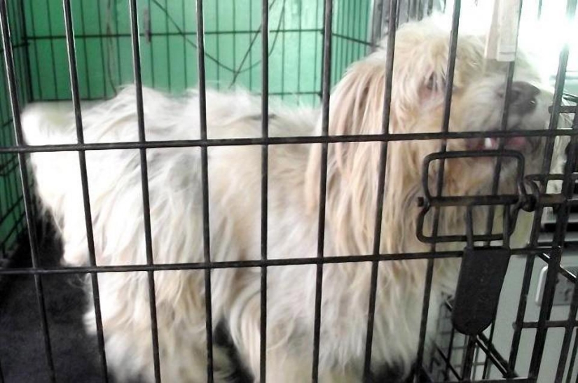 Perros callejeros antes y después del refugio