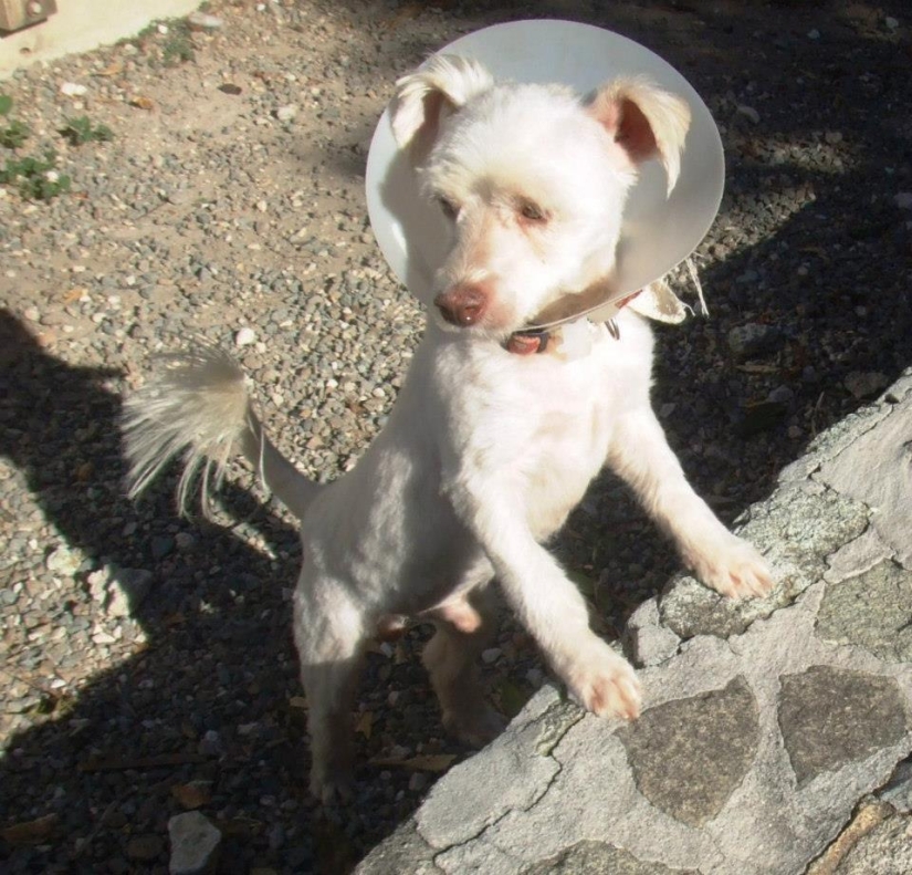 Perros callejeros antes y después del refugio