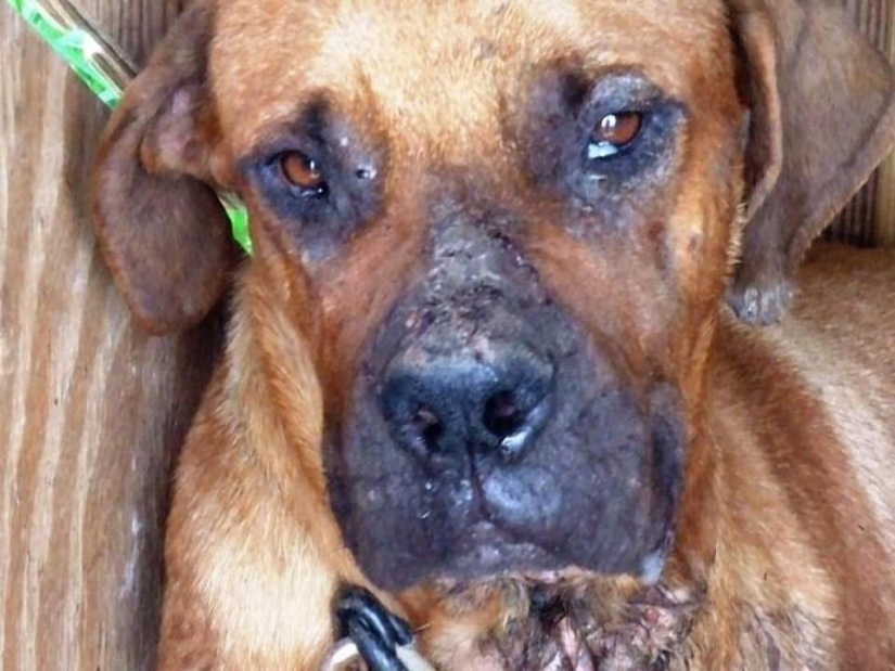 Perros callejeros antes y después del refugio