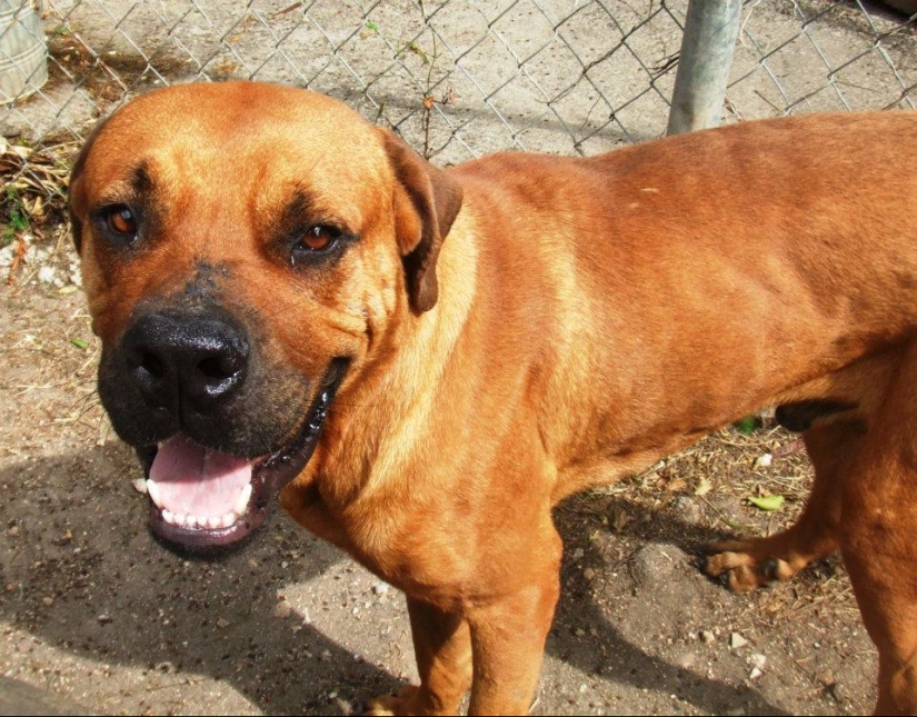 Perros callejeros antes y después del refugio