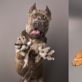 Perros carismáticos que parecen querer decirnos algo