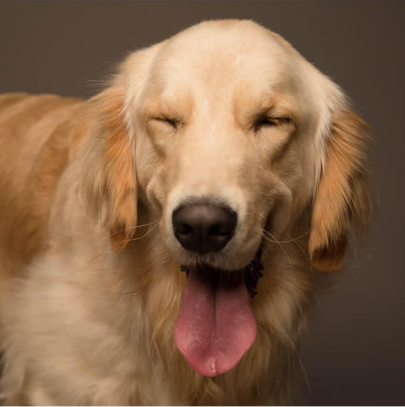 Perros carismáticos que parecen querer decirnos algo Perros carismáticos que parecen querer decirnos algo