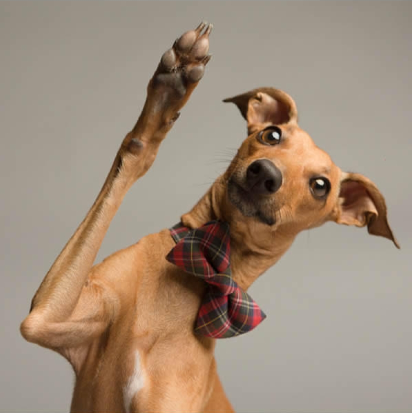 Perros carismáticos que parecen querer decirnos algo Perros carismáticos que parecen querer decirnos algo