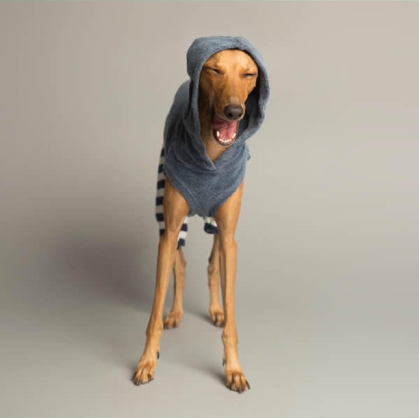 Perros carismáticos que parecen querer decirnos algo Perros carismáticos que parecen querer decirnos algo