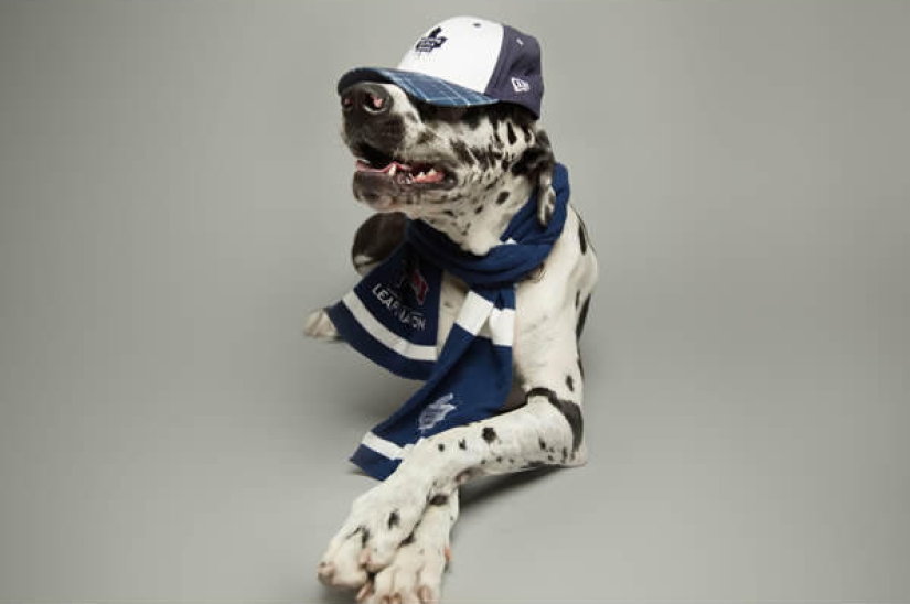 Perros carismáticos que parecen querer decirnos algo Perros carismáticos que parecen querer decirnos algo