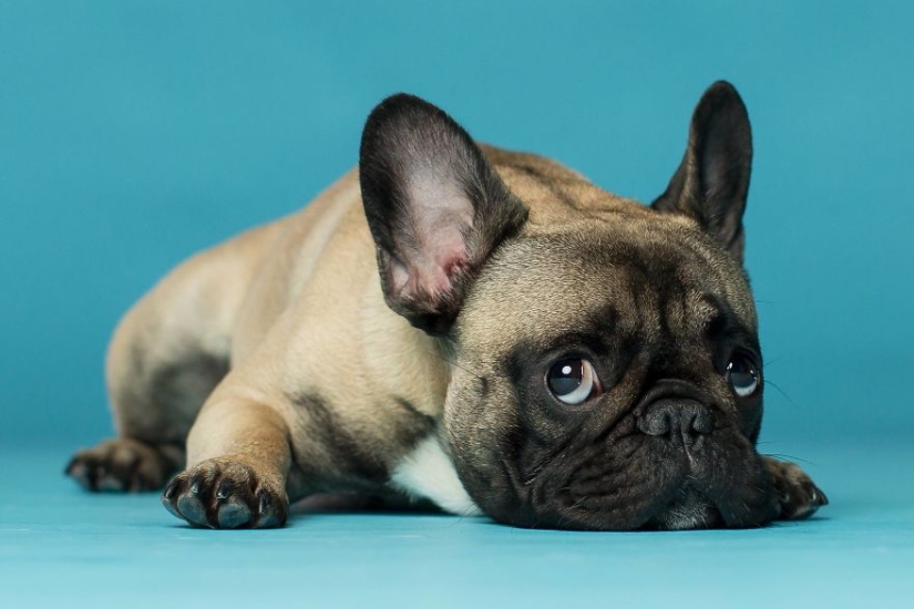 Perros carismáticos que parecen querer decirnos algo Perros carismáticos que parecen querer decirnos algo