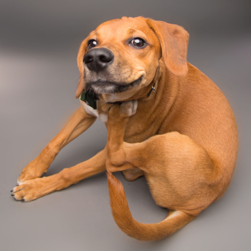 Perros carismáticos que parecen querer decirnos algo Perros carismáticos que parecen querer decirnos algo