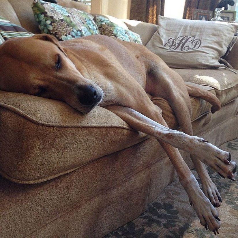 Perros grandes que no puedes evitar amar