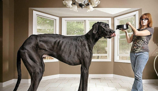 Perros grandes que no puedes evitar amar