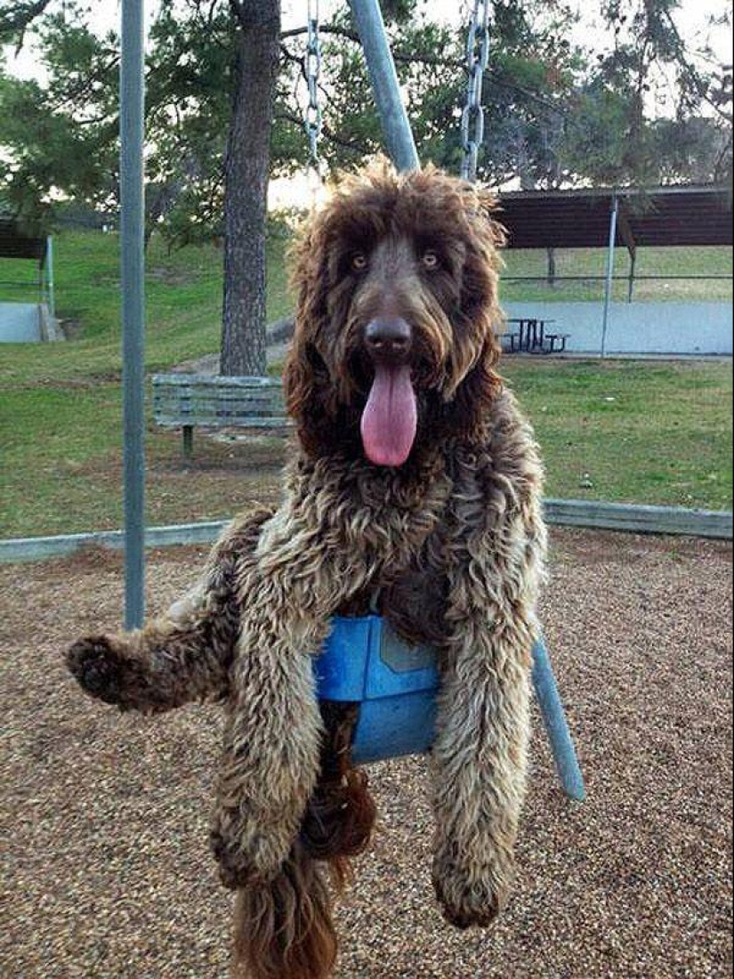 Perros grandes que no puedes evitar amar